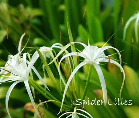 Hymenocallis littoralis